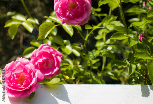 Piękne różowe kwiaty róży w pełnym rozkwicie na tle zielonych liści i niebieskiego nieba