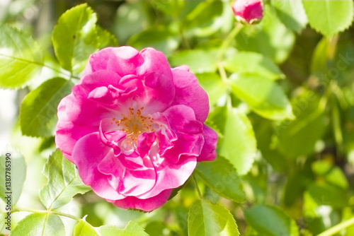 Piękne różowe kwiaty róży w pełnym rozkwicie na tle zielonych liści i niebieskiego nieba