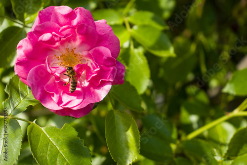 Piękne różowe kwiaty róży w pełnym rozkwicie na tle zielonych liści i niebieskiego nieba