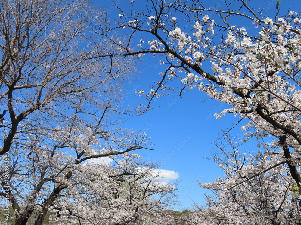 【春】満開の桜が見せるいろいろな表情(7) 【春】満開の桜が見せるいろいろな表情(7)