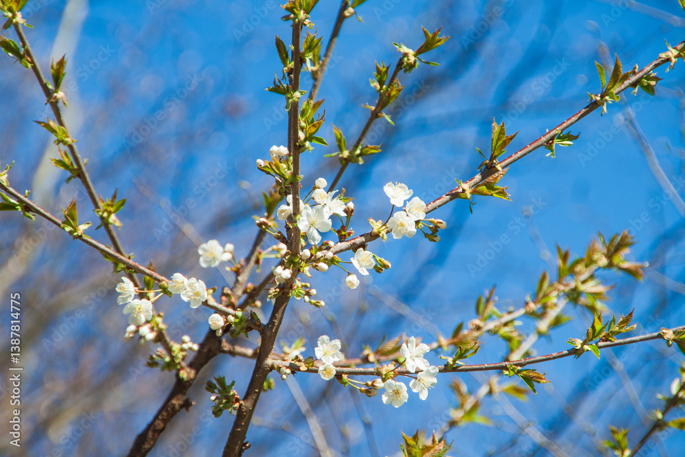Cherry blossoms in spring with sunshine. Cherry blossoms in spring with sunshine.