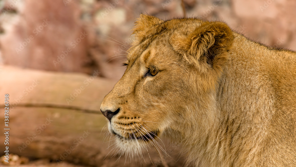 Der Löwe - König der Tiere