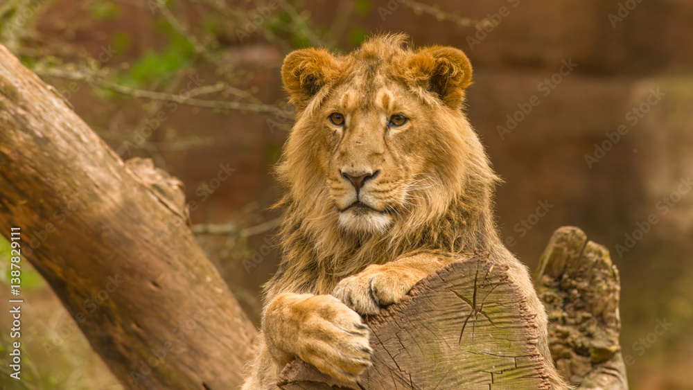 Der Löwe - König der Tiere