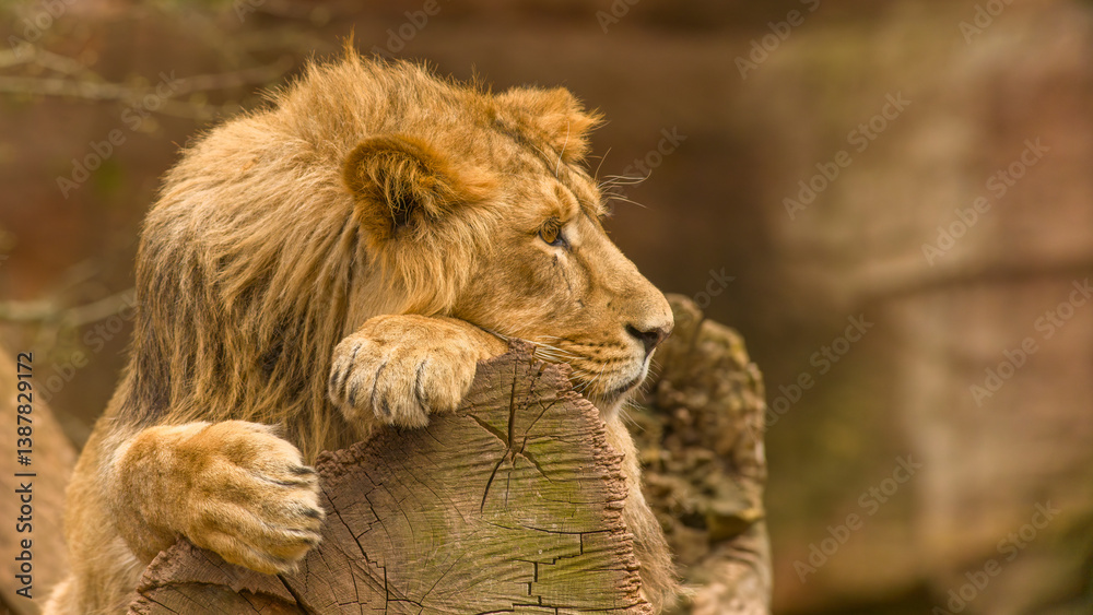 Der Löwe - König der Tiere