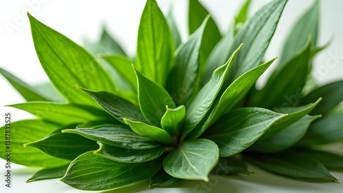 Vibrant Green Leaves Forming a Textured Composition, Natural and Fresh