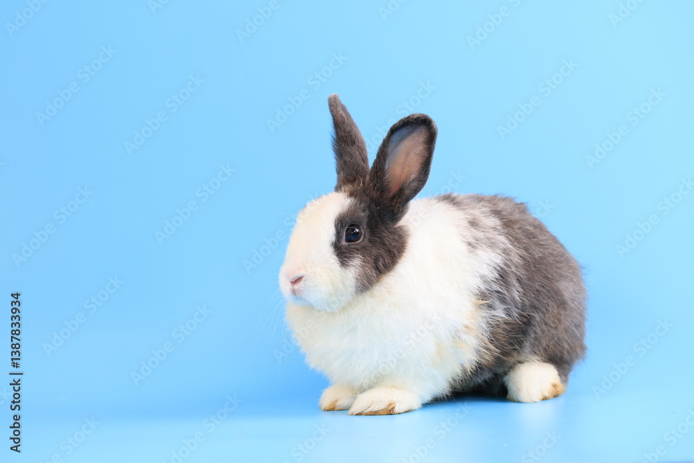 Healthy lovely bunny easter rabbit stands up on two legs, cleaning face, ears, body, sniffing, looking around, on blue screen background. Cute fluffy rabbit, Lovely Animal concept.
Healthy lovely bunny easter rabbit stands up on two legs, cleaning face, ears, body, sniffing, looking around, on blue screen background. Cute fluffy rabbit, Lovely Animal concept.