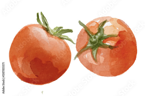 Hand painted watercolor tomato isolated