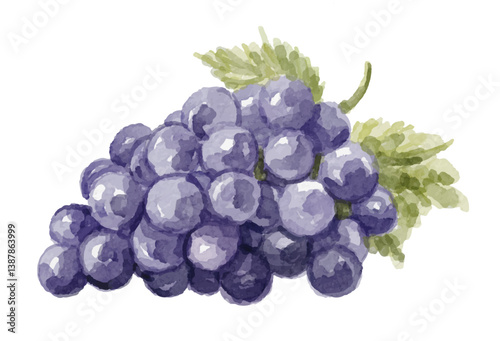 Watercolor purple grapes hand painted on a white background