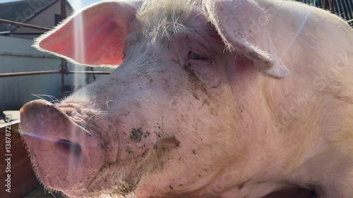 Portrait of cute breeder pig with dirty snout, Close-up of Pig's snout. Big pig on a farm in a pigsty, young big domestic pig at animal farm indoors