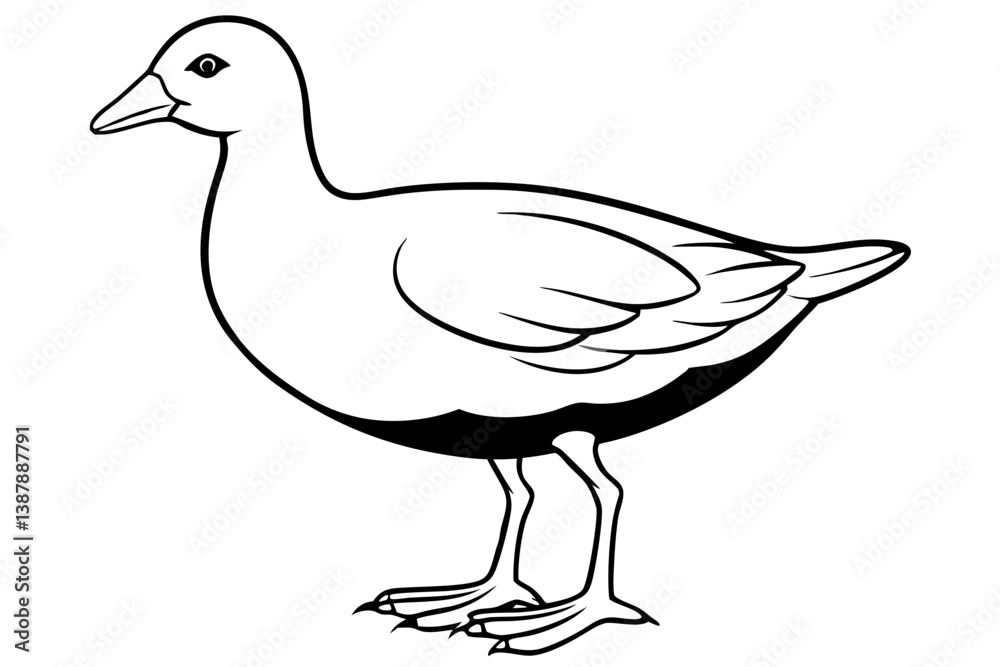 Graceful Moorhen Line Drawing Graceful Moorhen Line Drawing