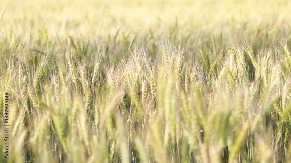 Field of golden wheat cinematic view with waving Field of golden wheat cinematic view with waving
