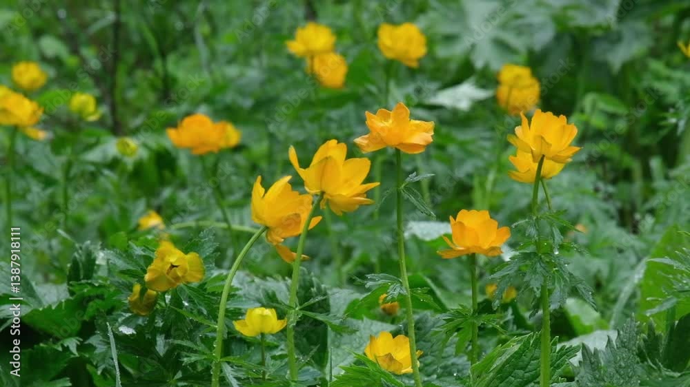 Wet after rain field of orange flowers of Asian buttercup, flower or Trollius asiaticus or troll flower