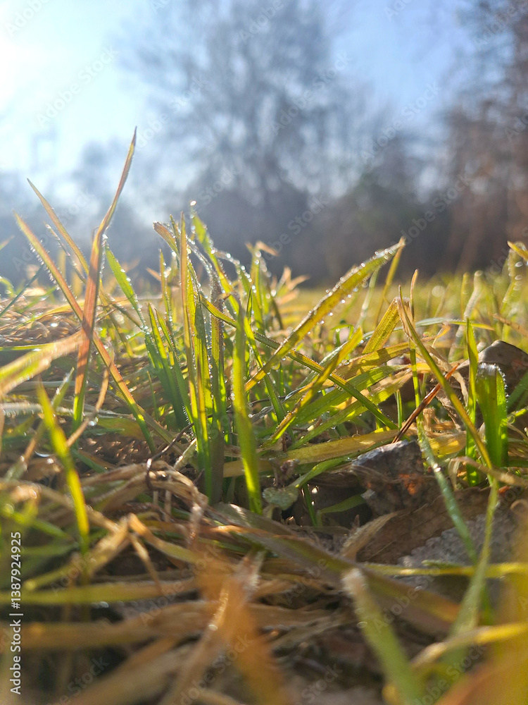 Obraz premium background with grass in the sun rays close up 