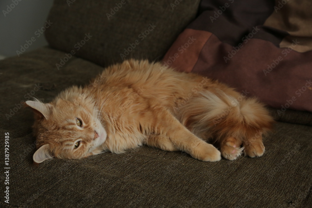 Maine coon red orange cat sleepy comfort lying on the brown sofa. Cute pet relaxing and enjoying with beauty eyes. Closeup emotion portrait in home interior in daylight. Natural real colors Maine coon red orange cat sleepy comfort lying on the brown sofa. Cute pet relaxing and enjoying with beauty eyes. Closeup emotion portrait in home interior in daylight. Natural real colors