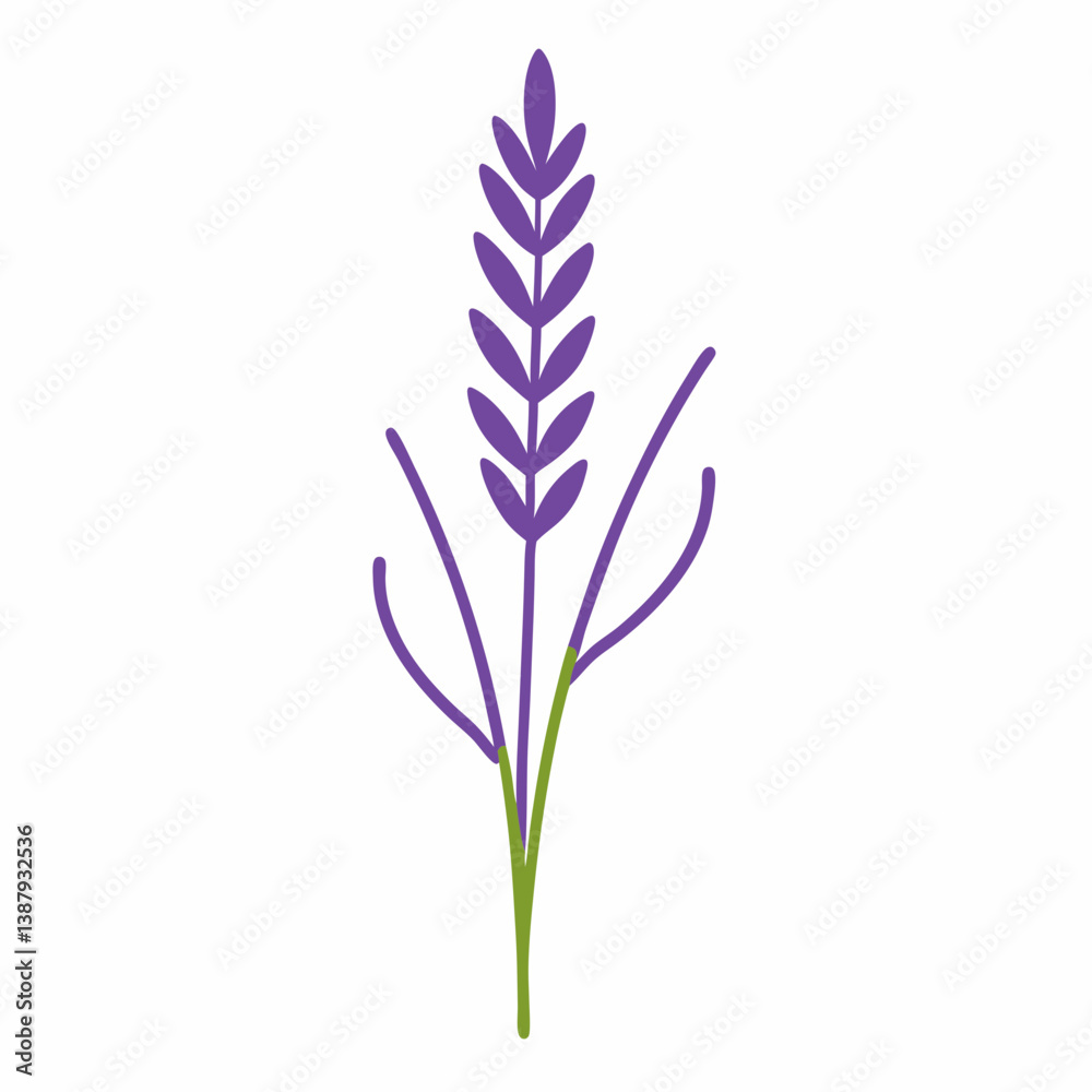 Fototapeta premium lavender flower isolated on white background