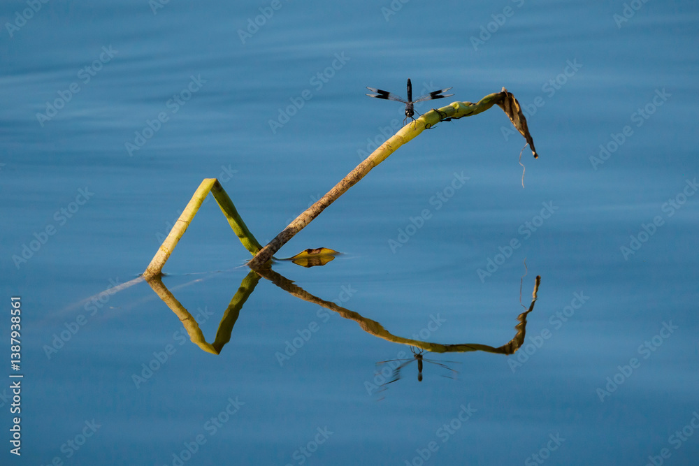 Dragonfly resting on curved reed reflected on still water surface.