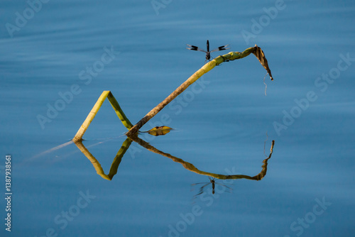 Obraz na płótnie Dragonfly resting on curved reed reflected on still water surface. w salonie