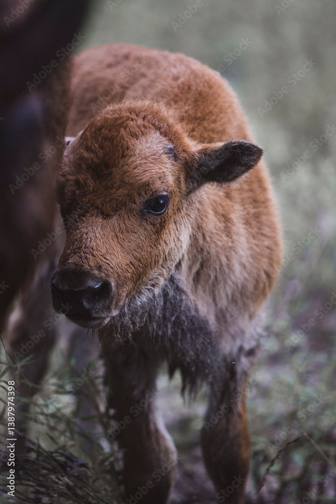 Fototapeta premium baby buffalo calf in the field