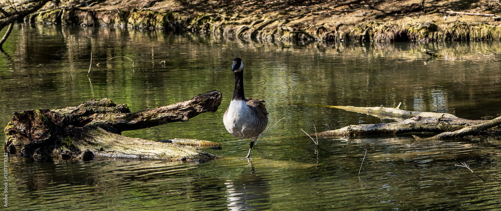 Fototapeta premium Canada Goose