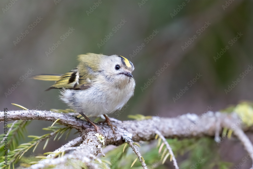 Obraz premium Goldcrest 