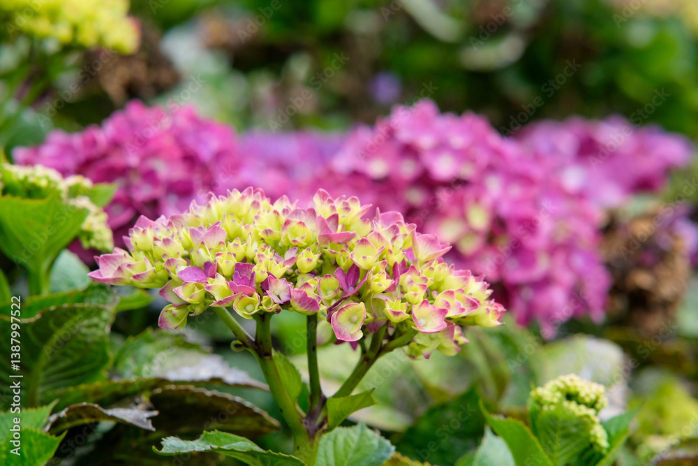 Pink hydrangeas in Sakura Park Atok Benguet. Pink hydrangeas in Sakura Park Atok Benguet.
