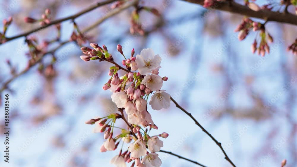 Cherry Blossoms in peak full bloom along the tidal basin in Washington DC. 4k slow motion orbiting video. Cherry Blossoms in peak full bloom along the tidal basin in Washington DC. 4k slow motion orbiting video.