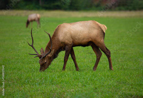 A Roosevelt elk bull grazes in a field in North Bend, WA
