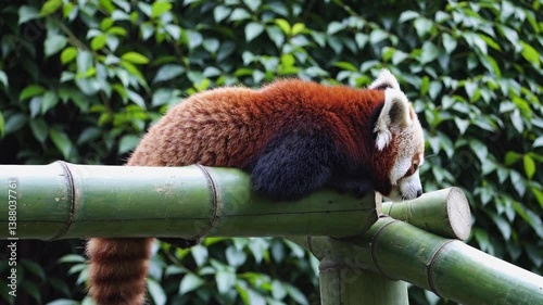 The Red Panda Relaxing