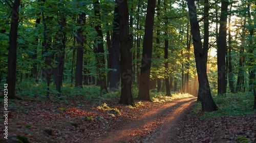 The Tranquil Forest Pathway