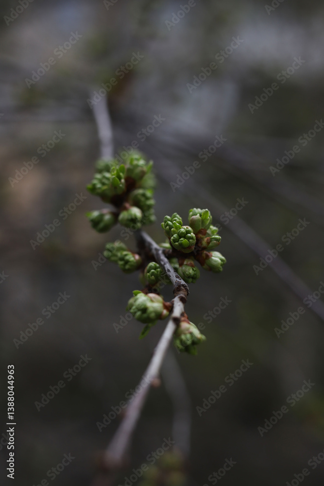 nature. spring. buds are blooming on the tree nature. spring. buds are blooming on the tree