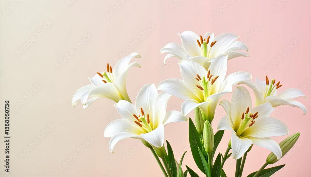 Fototapeta premium White lilies blooming against a soft pastel background 