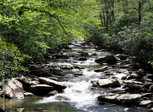 Golden Flow: A Babbling Brook Winding Through a Sunlit Forest