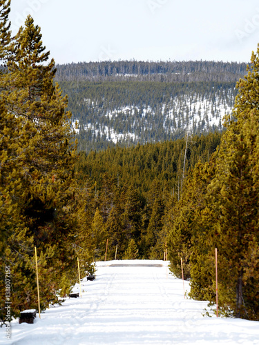 Winding Through Winter: Cross-Country Ski Trail in a Snow-Covered Forest
