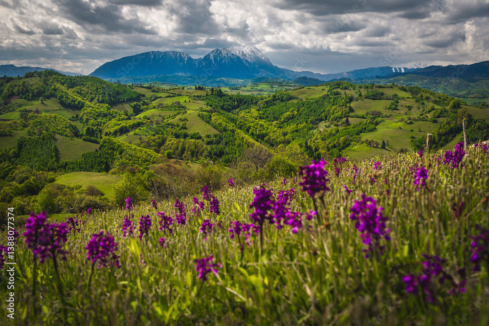 Scenery with blooming purple flowers on the slope, Holbav, Romania