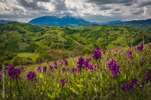 Obraz na płótnie Scenery with blooming purple flowers on the slope, Holbav, Romania w salonie