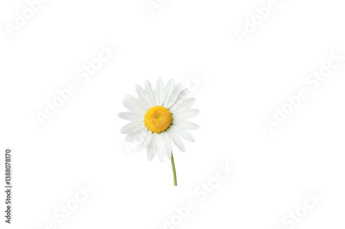 Wallpaper Mural Bright daisy isolated on a clean white background Torontodigital.ca