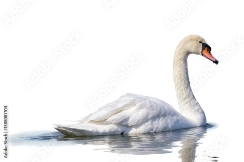 Fototapeta Naklejka Na Ścianę i Meble -  Elegant swan swimming gracefully in calm water