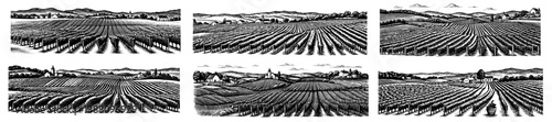 Set black and white woodblock prints depicting a vineyard in the countryside.wine label,Vintage Engraved,ink hand drawn style illustration, vector.