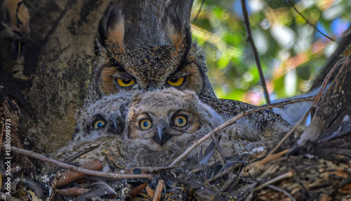 Great Horned Owl and Owlets