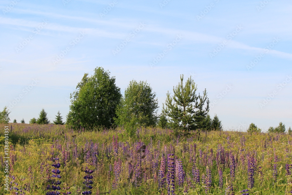 Fototapeta premium flowering fields of northeastern Europe in early summer
