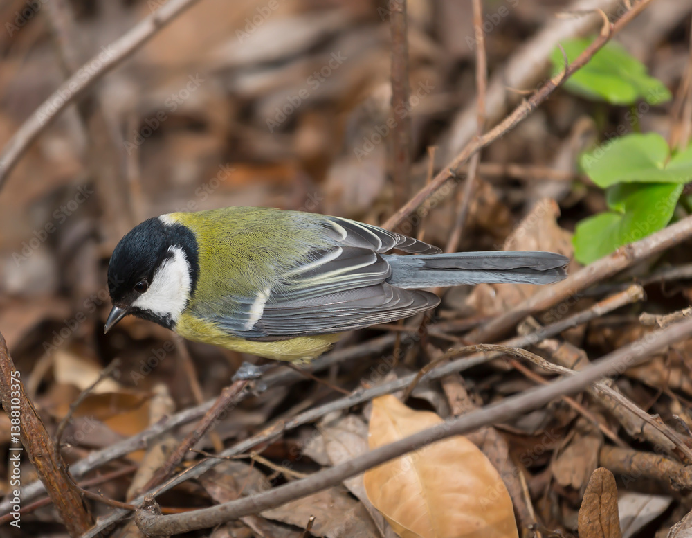 A large tit (Parus major) sits on a branch