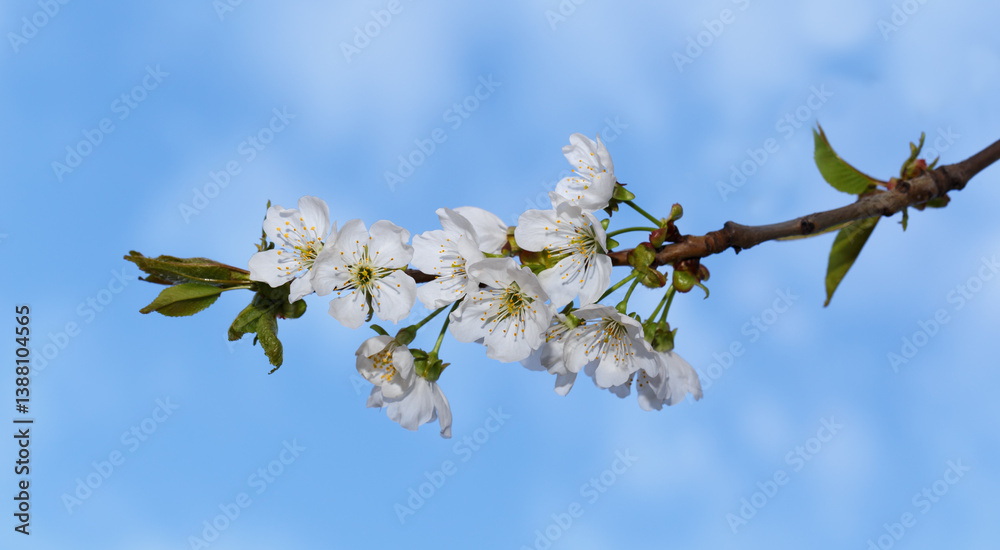 Cherries branch against the sky