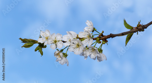 Obraz na płótnie Cherries branch against the sky w salonie