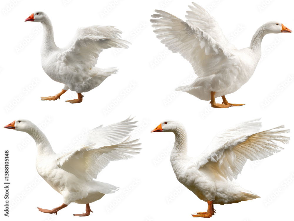 White Embden Goose Flapping Wings White Embden Goose Flapping Wings