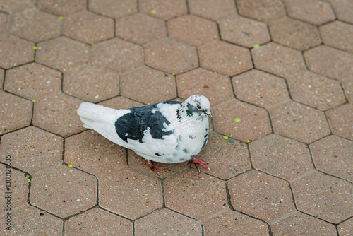 Pigeon with white-black feathers walks along the park road