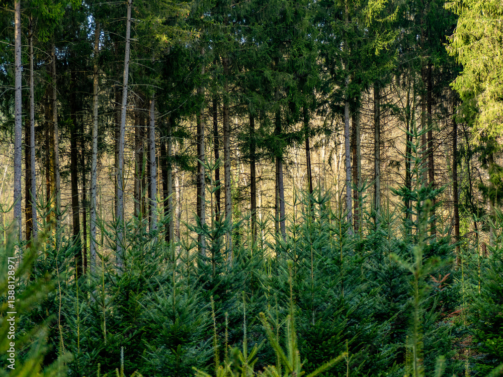 Wiederaufforstung im Mischwald im Frühjahr Wiederaufforstung im Mischwald im Frühjahr
