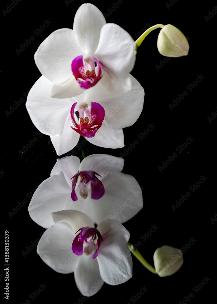 Fototapeta premium still life - white orchid with reflection 
