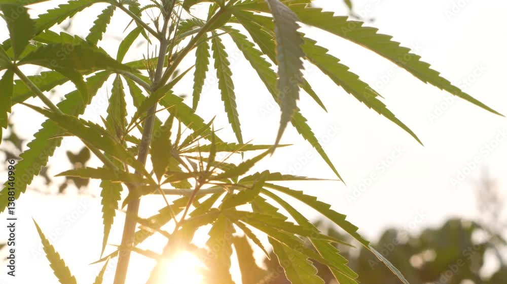 Marijuana plant leaves swaying in wind with sun flare in cannabis hemp plantation field, growing outdoors under sun