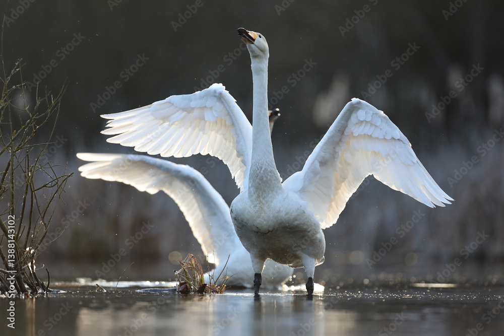 Łabędź krzykliwy (Cygnus cygnus)
