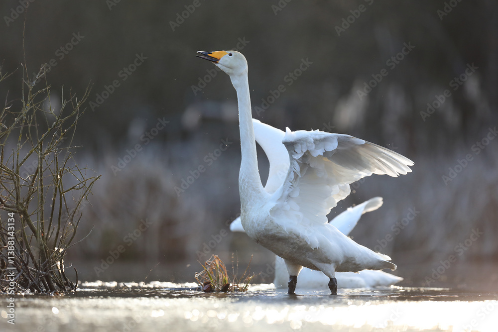 Łabędź krzykliwy (Cygnus cygnus)